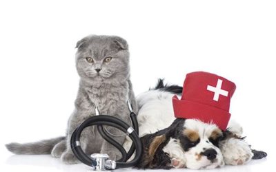 El Medicamento Veterinario en la Farmacia